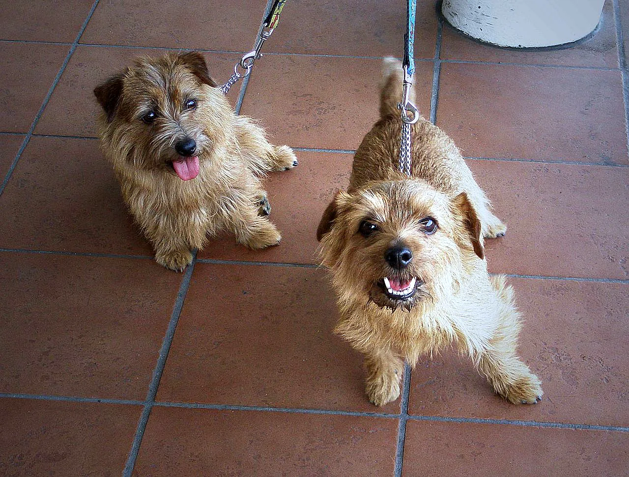 Two Norfolk Terriers standing indoors with rough wheaten coats