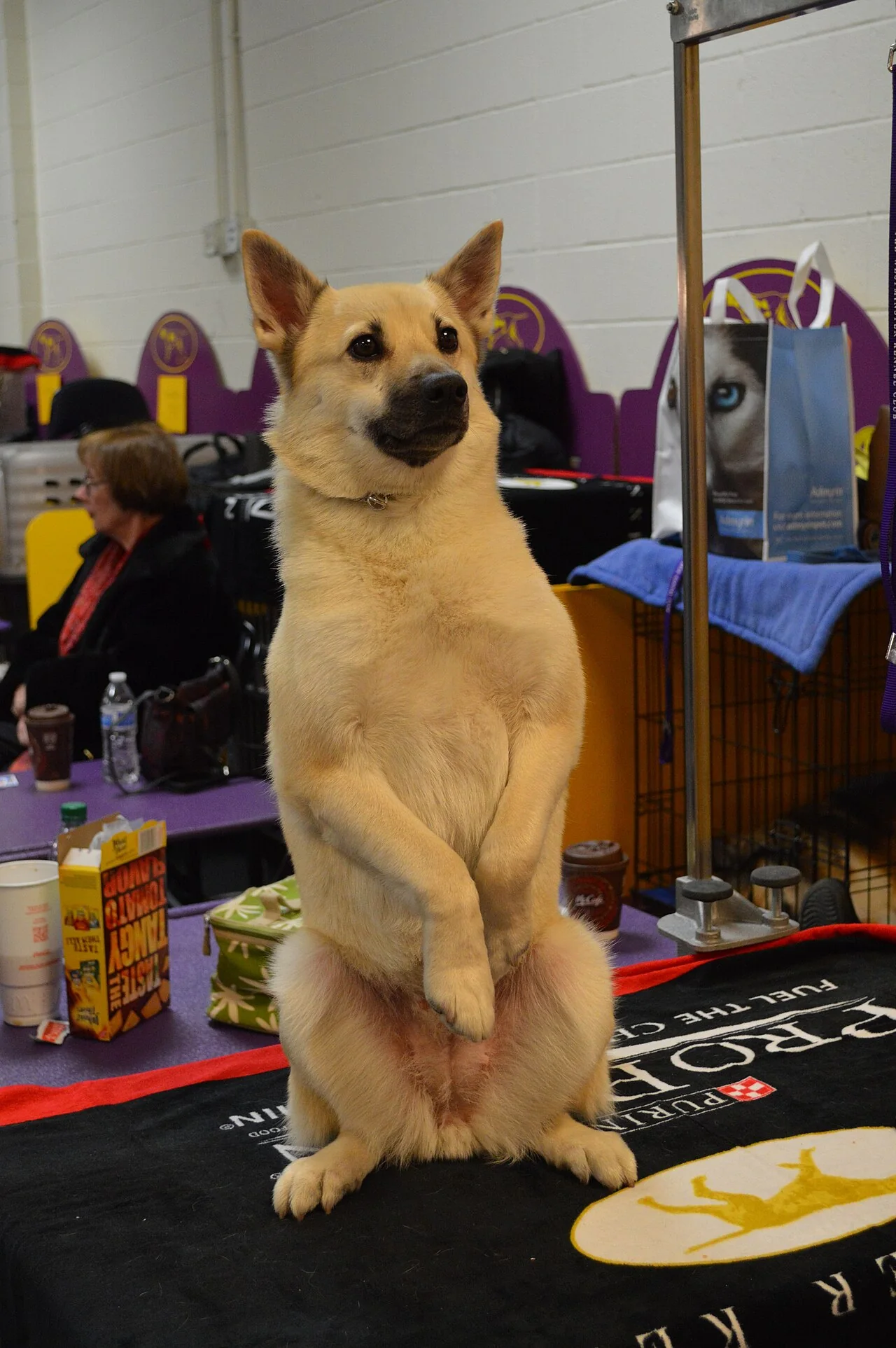 Fawn Norwegian Buhund sitting upright at a dog show