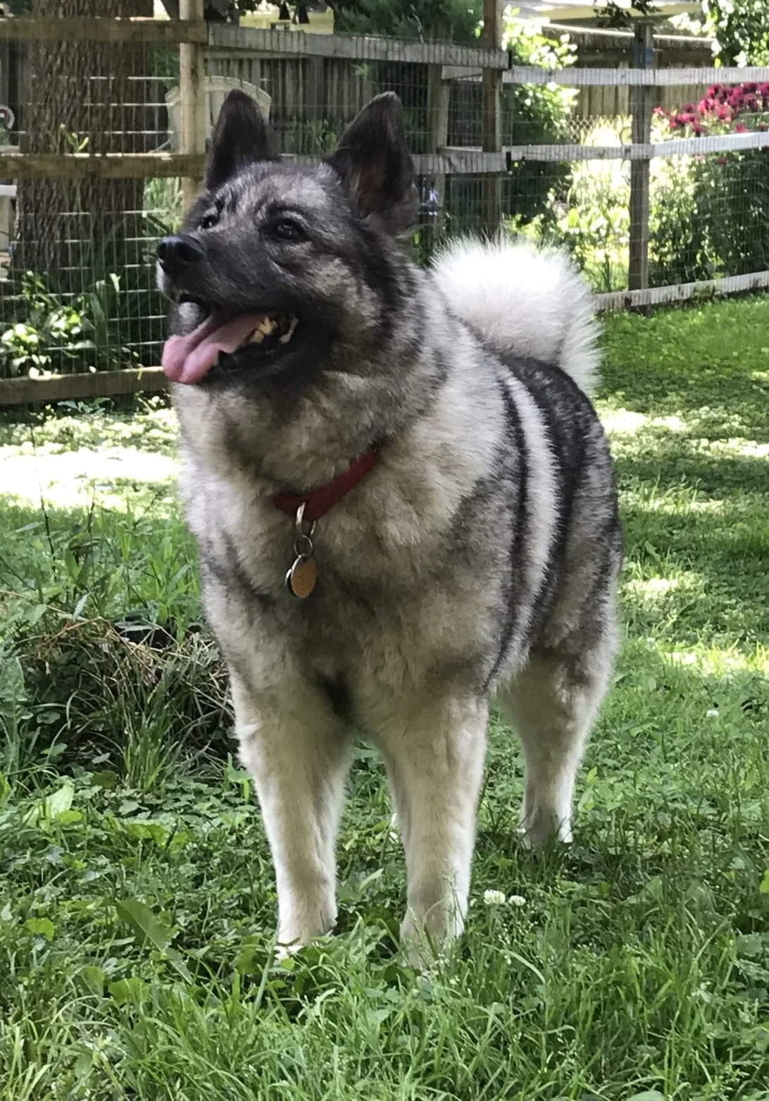 Female Norwegian Elkhound standing outdoors with a gray coat