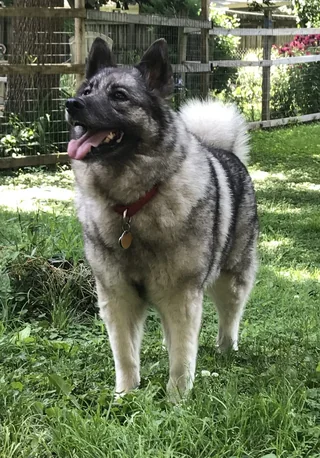 Female Norwegian Elkhound standing outdoors with a gray coat