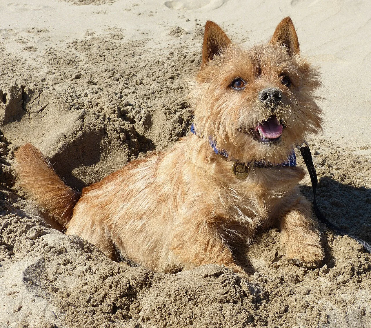 Red Norwich Terrier looking out from a sandy hole