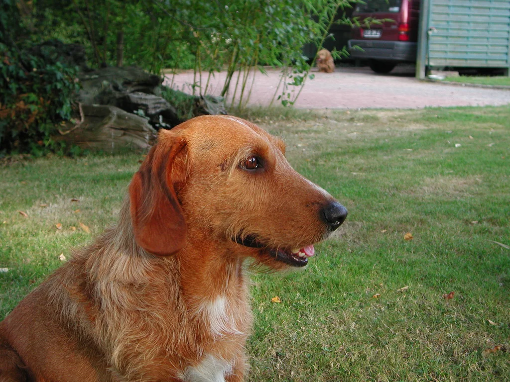 Fawn Basset Fauve de Bretagne looking to the side with a rough coat