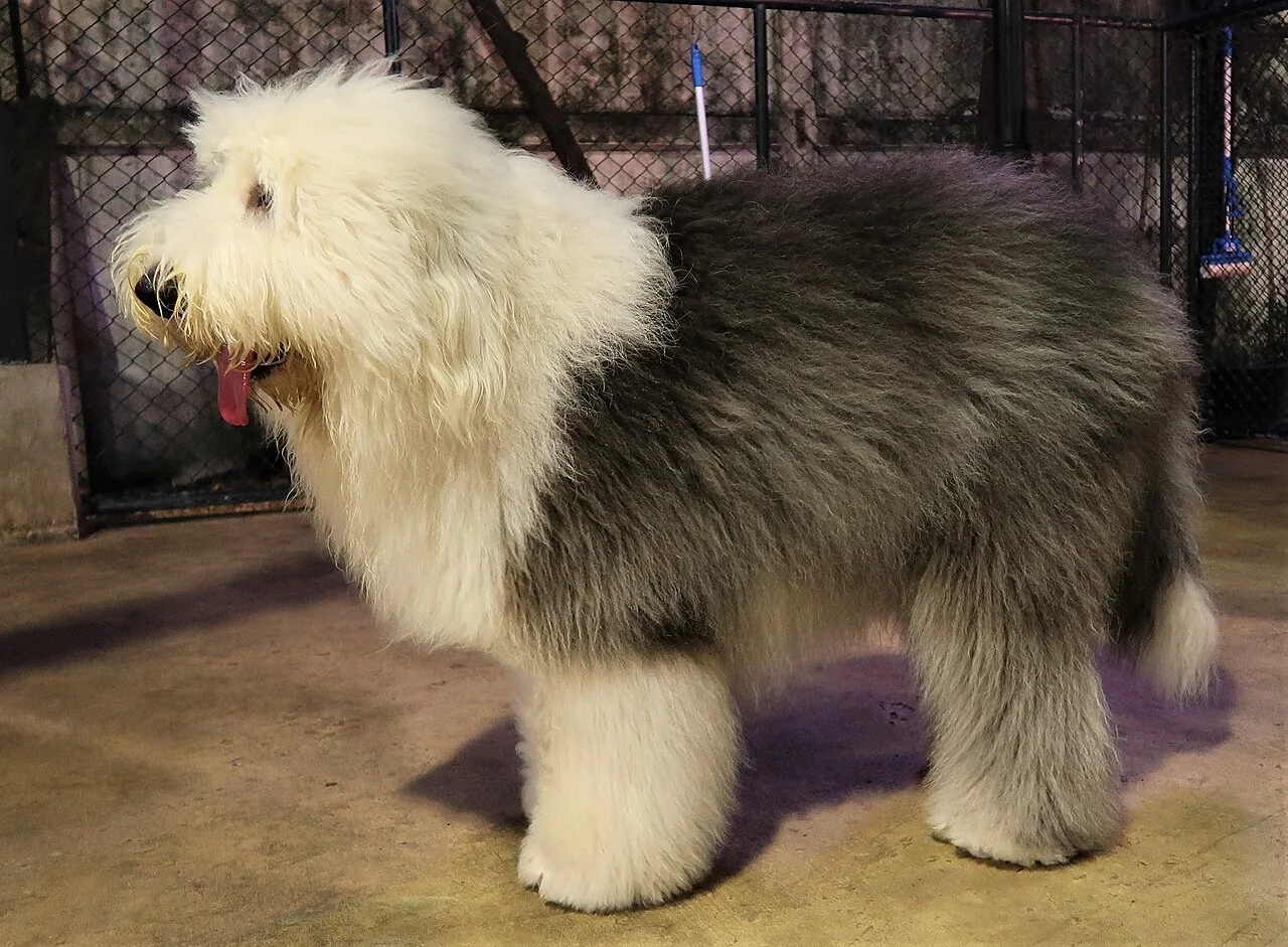 Old English Sheepdog standing in profile with a shaggy gray and white coat