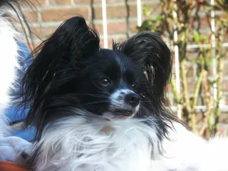 Black and white Papillon with large fringed upright ears