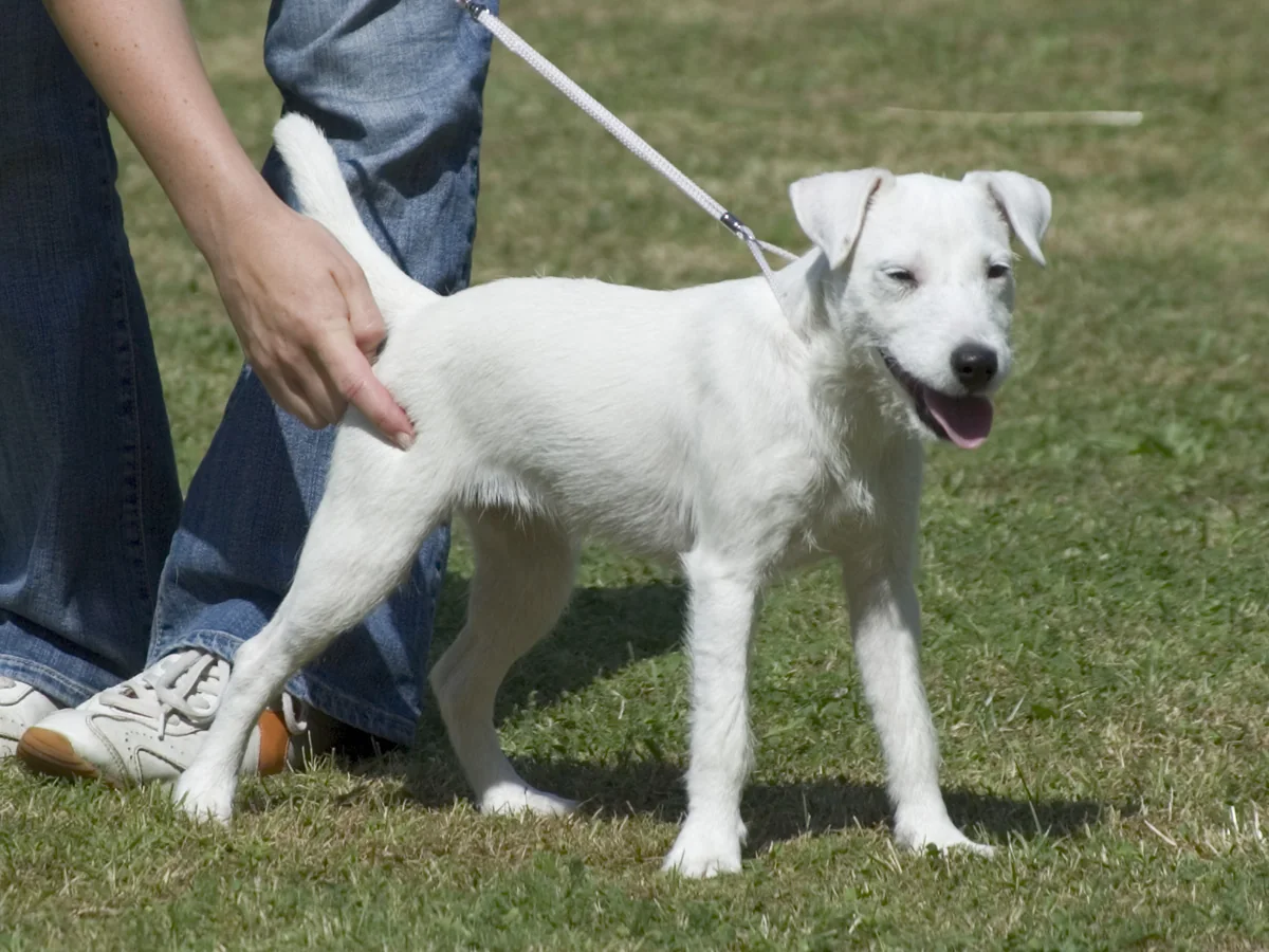 White Parson Russell Terrier standing on grass