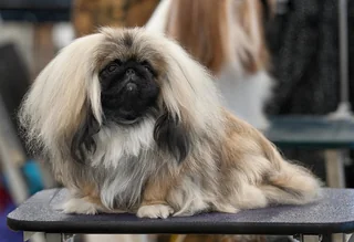 Pekingese resting with a long cream coat and dark flat face