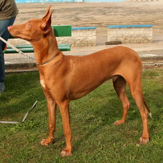 Pharaoh Hound standing on grass with large upright ears