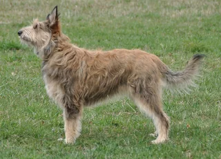 Picardy Sheepdog standing in grass with a rough fawn coat