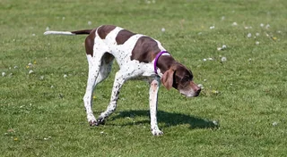 English Pointer standing in grass with a liver and white short coat