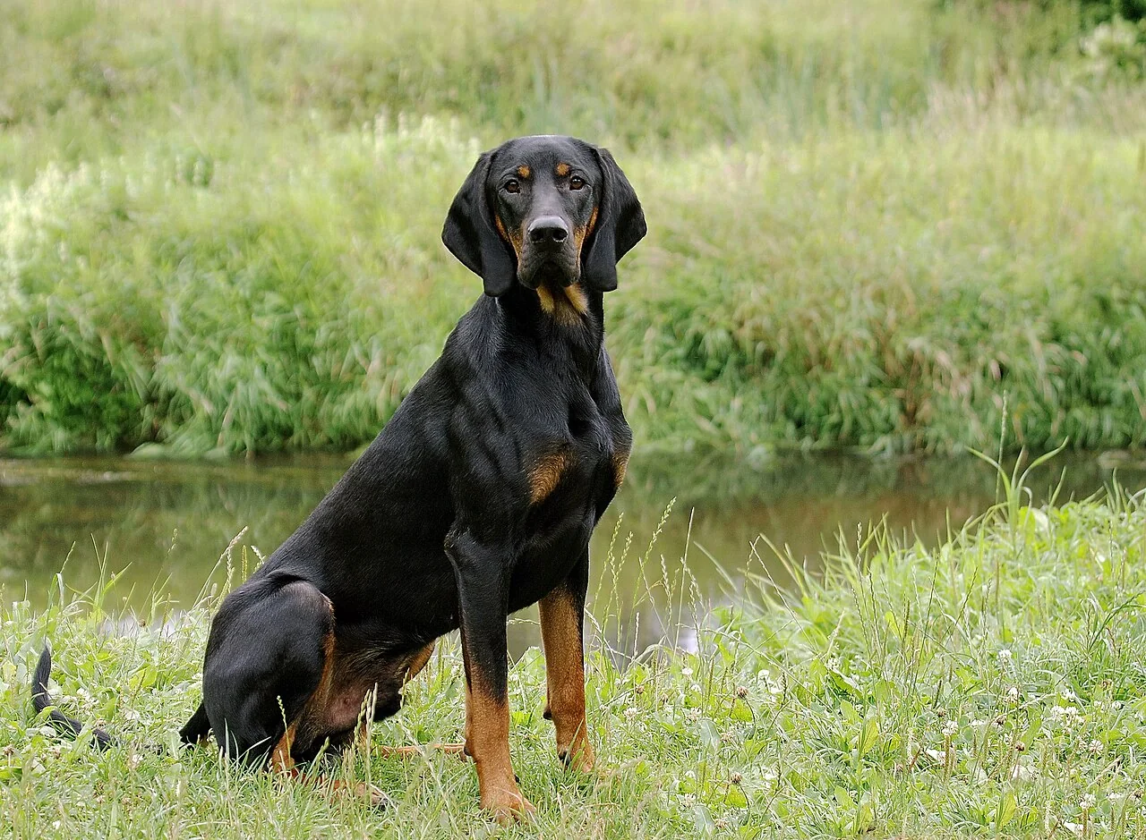 Polish Hunting Dog sitting outdoors with a black and tan coat