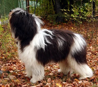 Black and white Polish Lowland Sheepdog standing outdoors