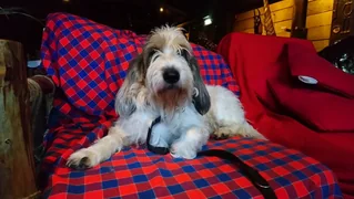 Grand Basset Griffon Vendeen reclining on a red checkered sofa