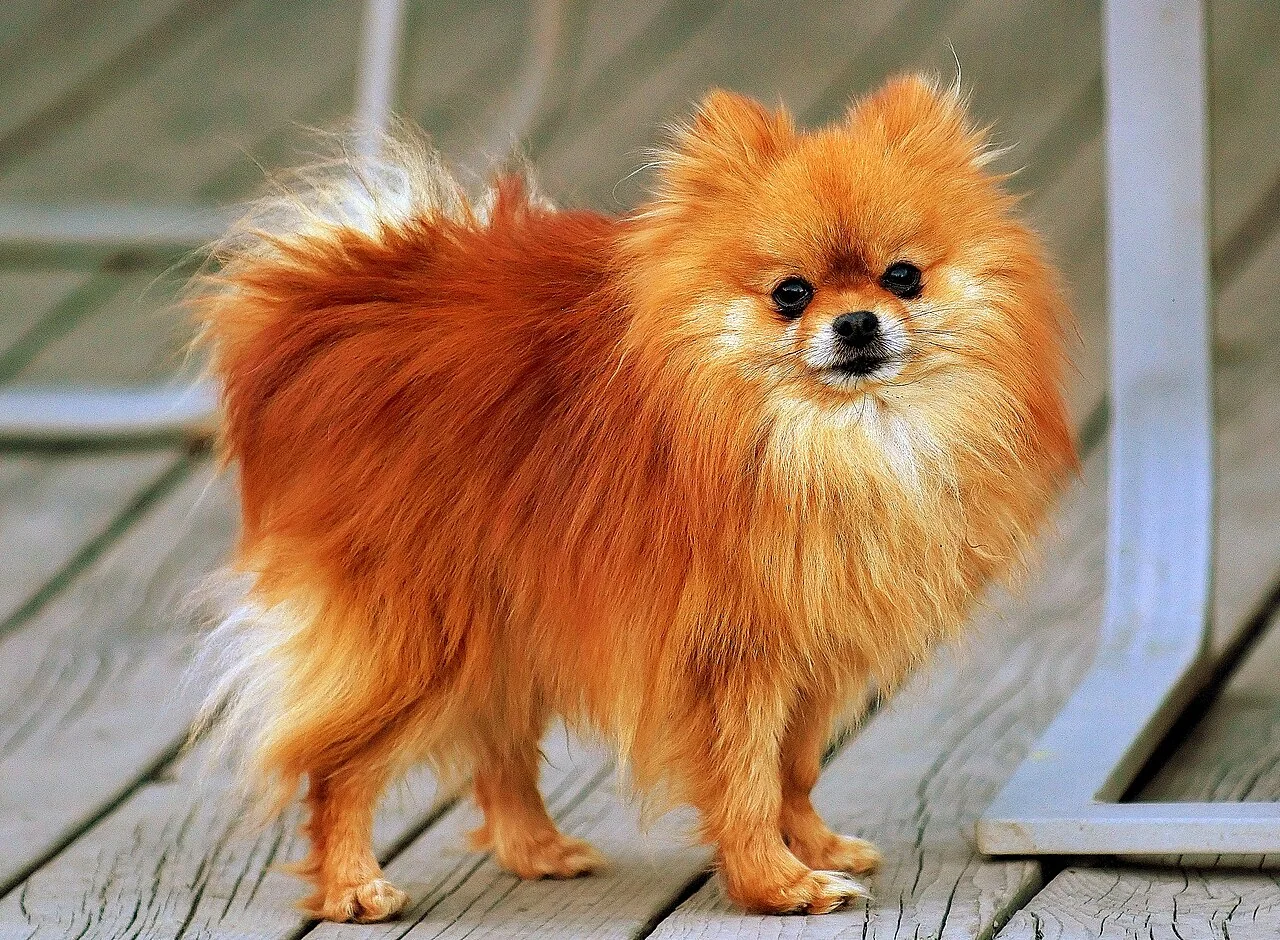 Orange sable Pomeranian standing with a full fluffy coat