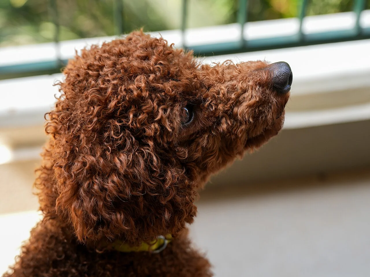 Brown Miniature Poodle in profile with a curly coat
