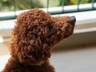 Brown Miniature Poodle in profile with a curly coat