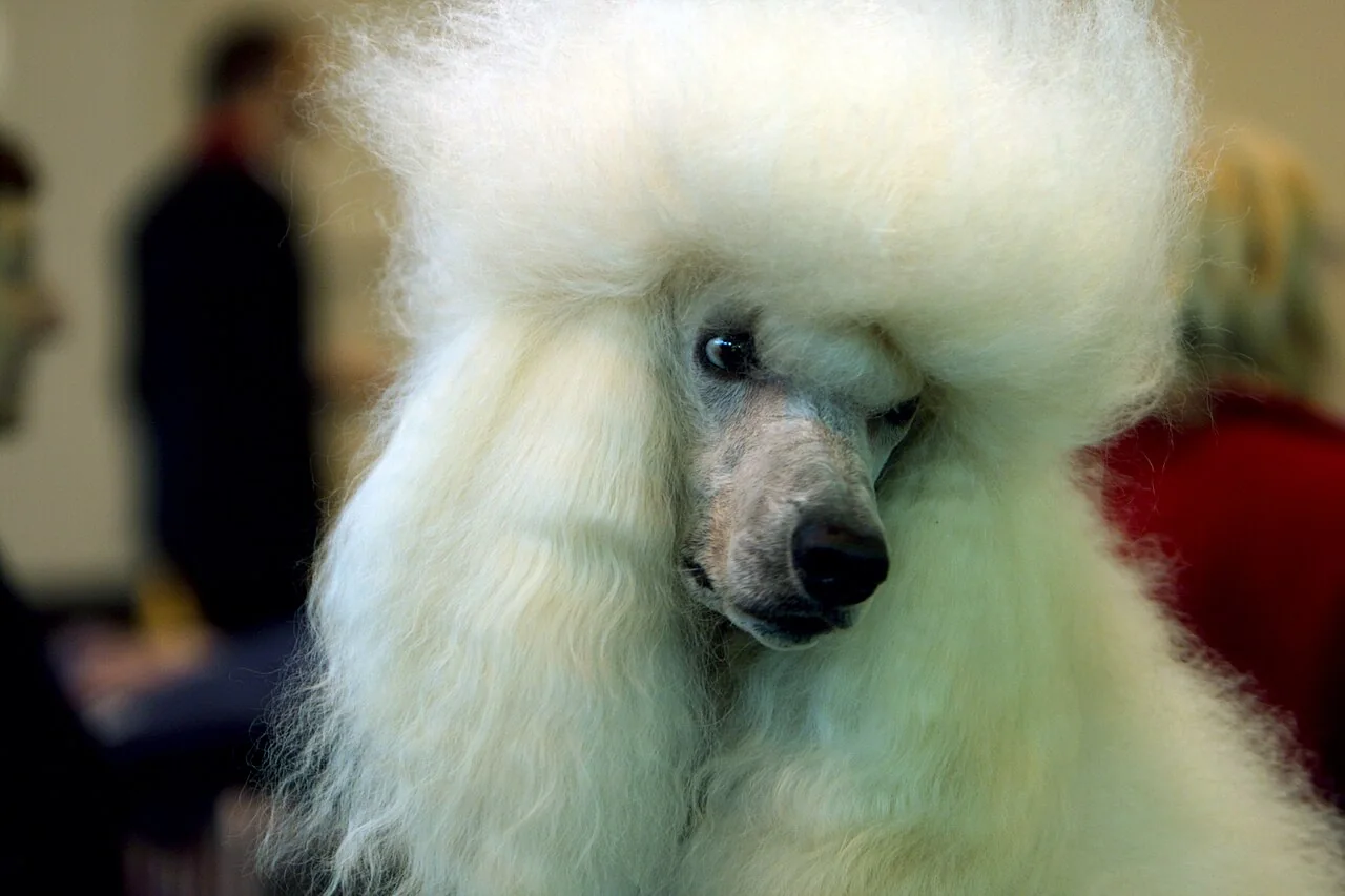 White Standard Poodle at a show with a sculpted topknot