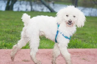 White Toy Poodle wearing a blue harness outdoors
