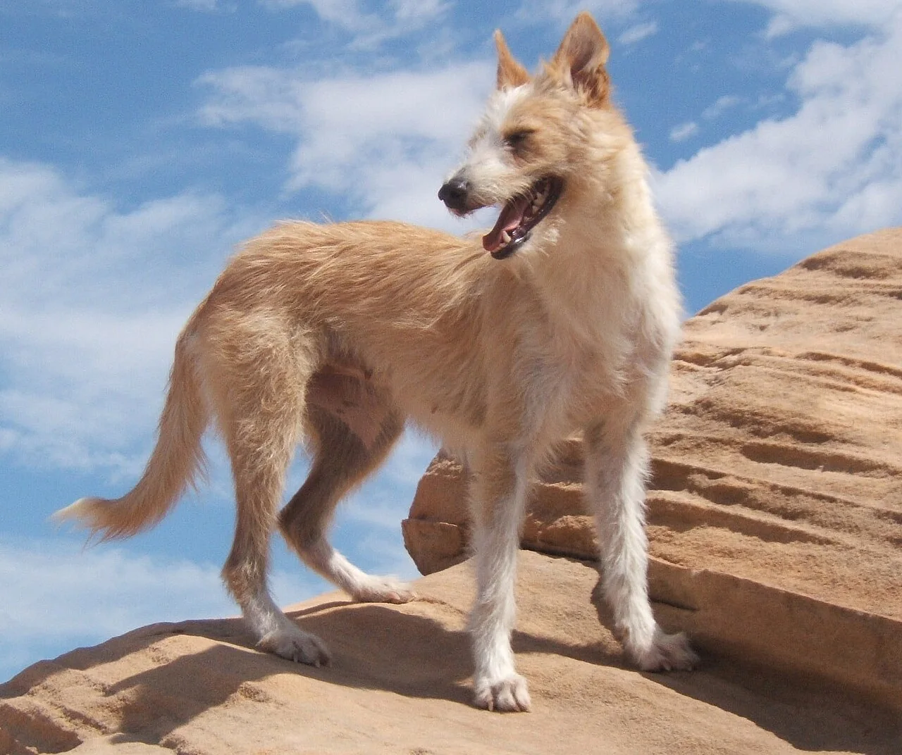 Wire-haired medium Portuguese Podengo standing on rocks