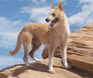 Wire-haired medium Portuguese Podengo standing on rocks