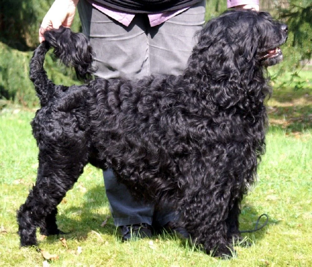Black Portuguese Water Dog standing on grass with a curly coat
