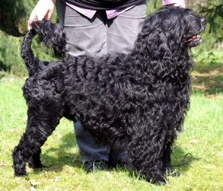 Black Portuguese Water Dog standing on grass with a curly coat