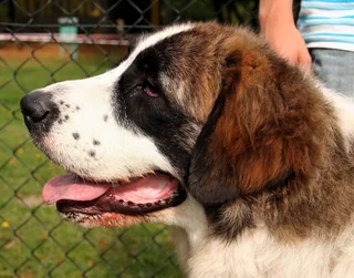 Pyrenean Mastiff in side profile with a large white and brown head