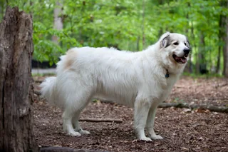 White Pyrenean Mountain Dog standing outdoors with a thick coat