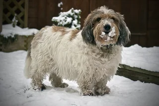 Petit Basset Griffon Vendeen standing in snow with a rough white coat