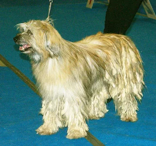 Male long-haired Pyrenean Shepherd standing with a fawn shaggy coat