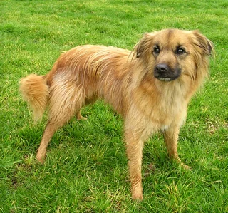 Smooth-faced Pyrenean Shepherd standing on grass with a fawn coat