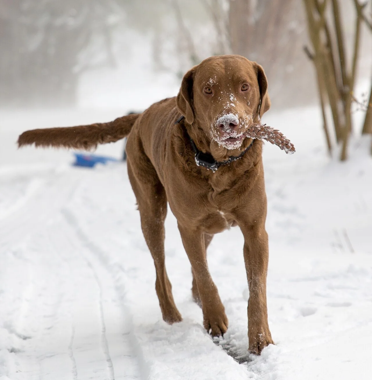 Brown Chesapeake Bay Retriever standing in snow