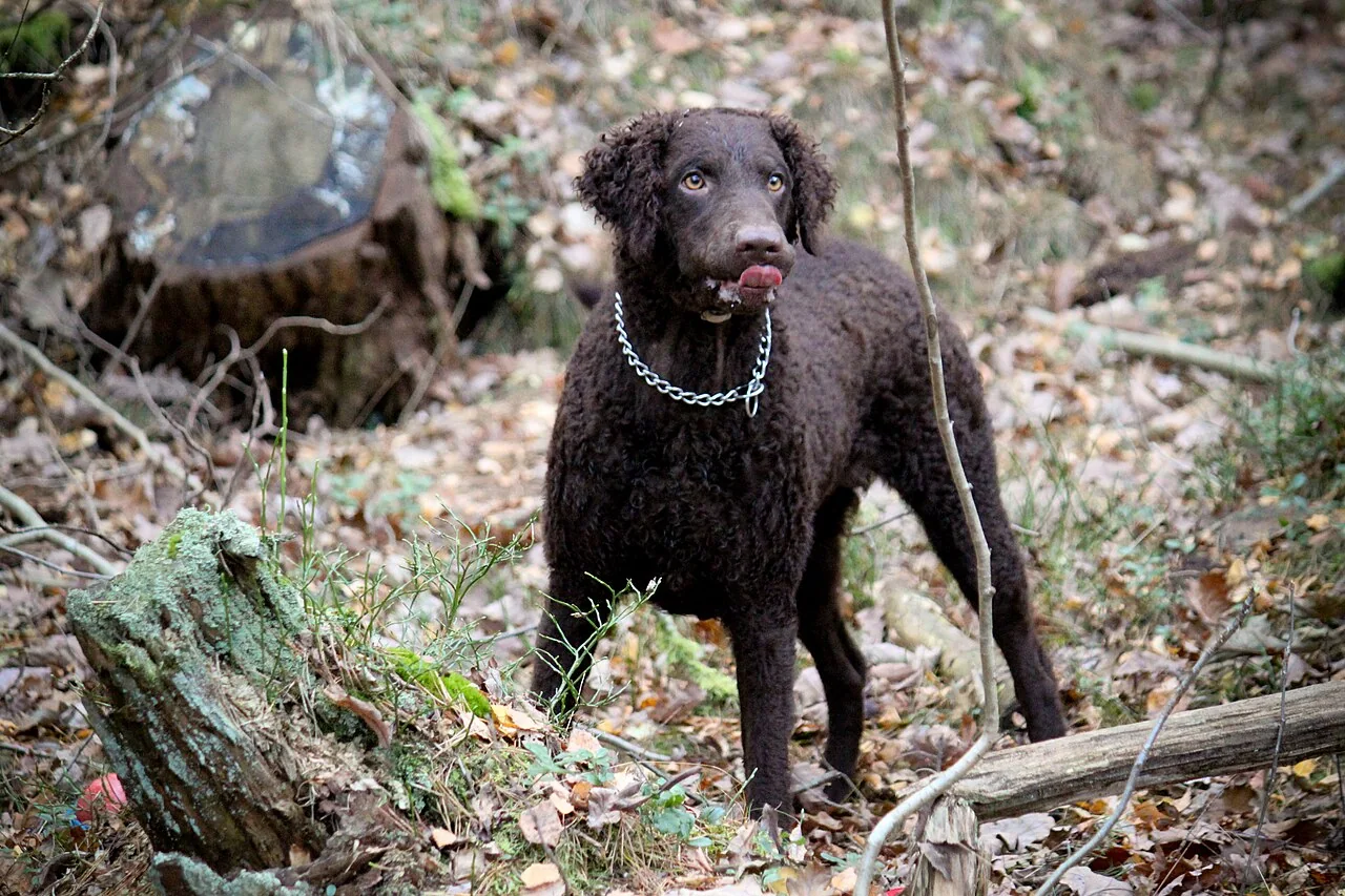 Liver Curly-Coated Retriever standing in woodland