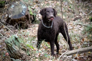Liver Curly-Coated Retriever standing in woodland