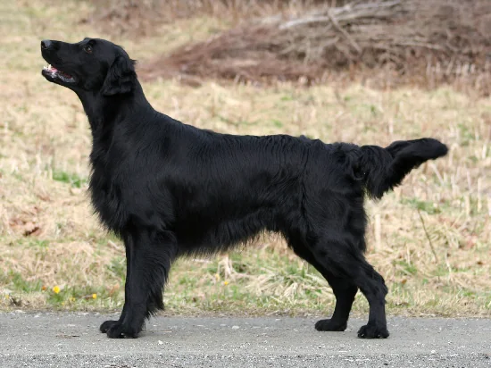 Black Flat-Coated Retriever standing outdoors with a feathered coat