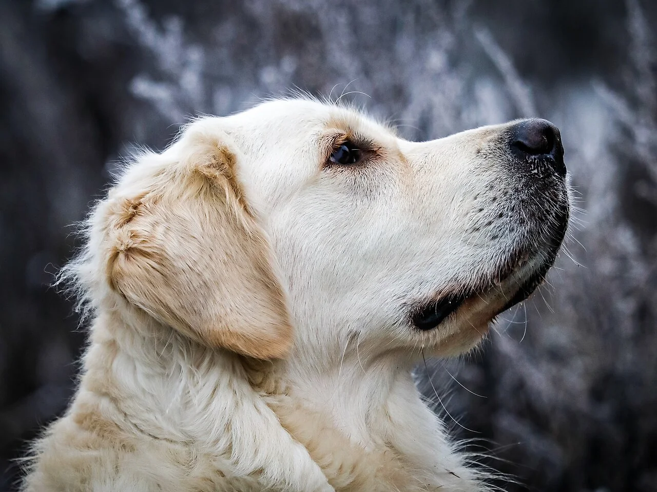 Golden Retriever in profile with a pale golden coat