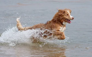 Nova Scotia Duck Tolling Retriever running through shallow water