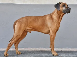 Six-year-old Rhodesian Ridgeback standing in profile
