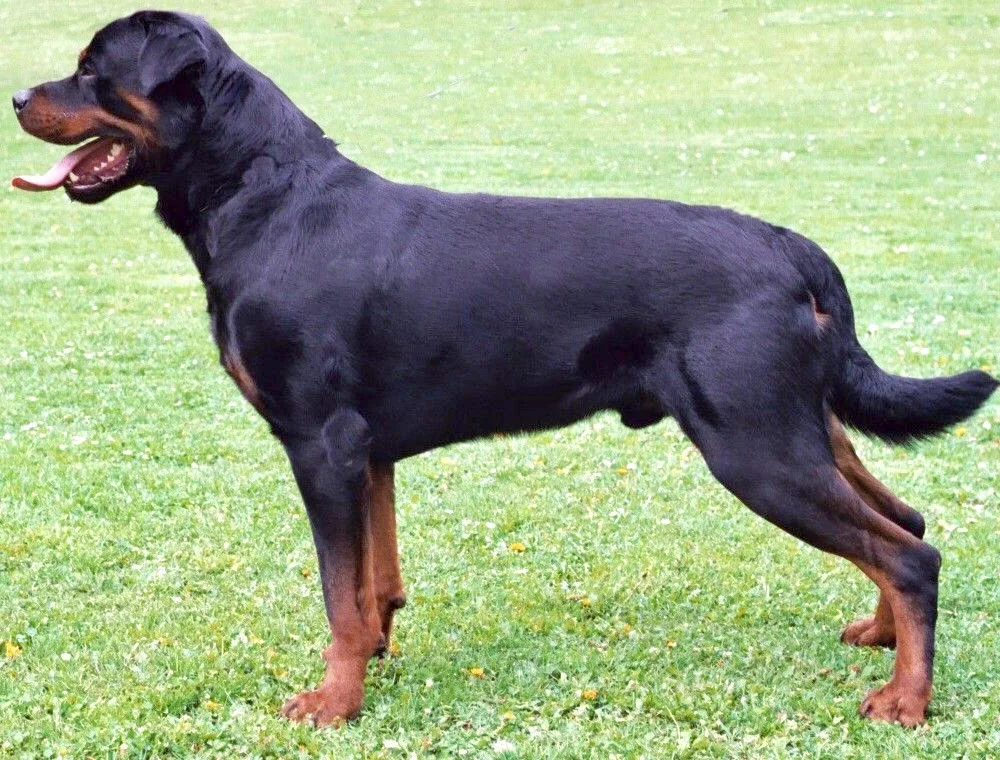 Black and tan Rottweiler standing in profile on grass