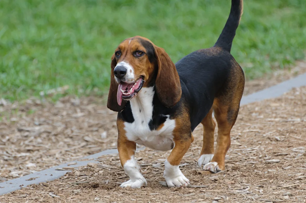Tricolor Basset Hound walking beside a path with long ears