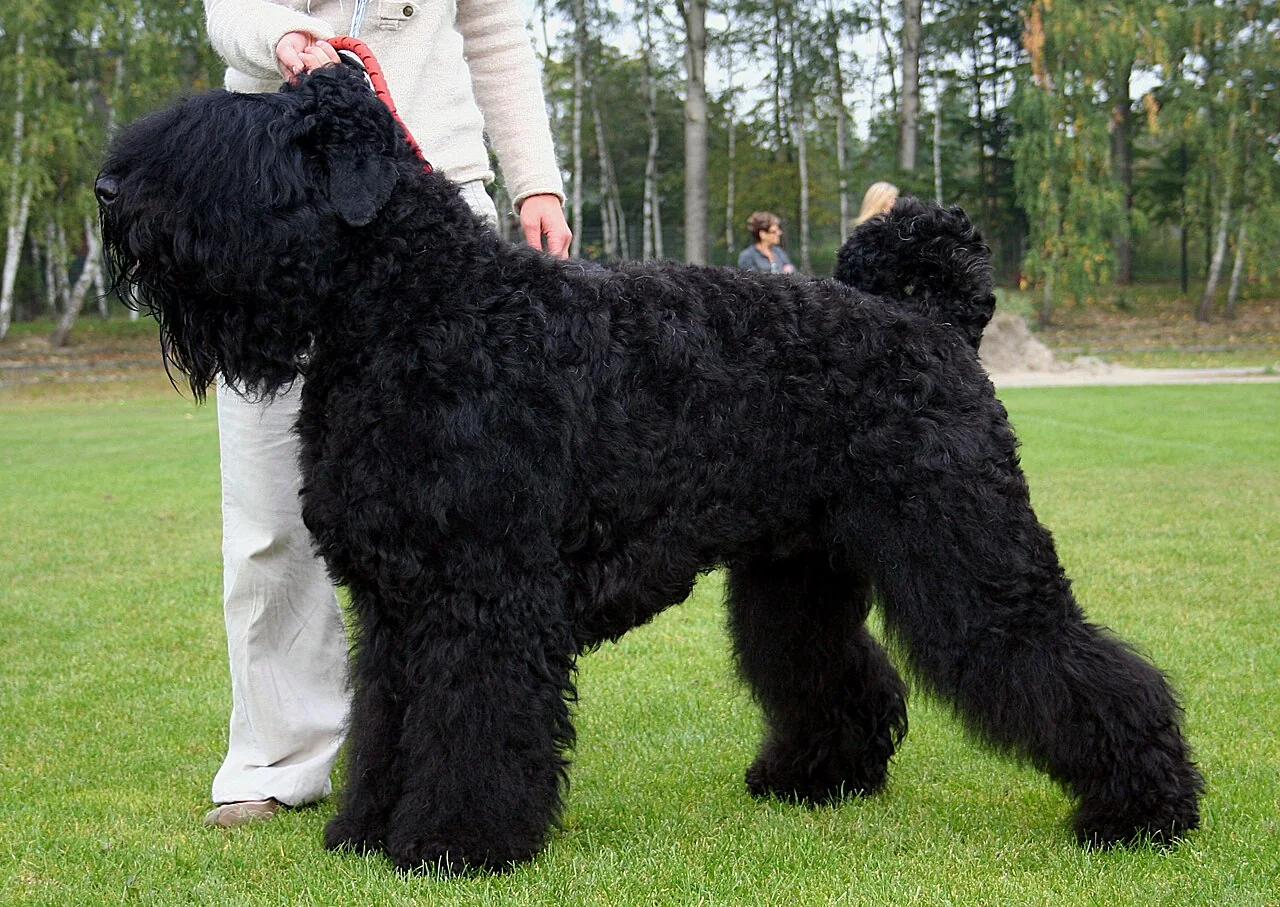 Black Russian Terrier standing at an outdoor dog show