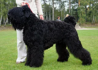 Black Russian Terrier standing at an outdoor dog show