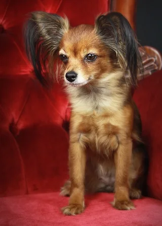 Long-haired Russian Toy sitting with fringed upright ears