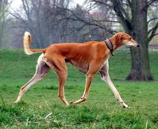 Adult red smooth Saluki walking on grass