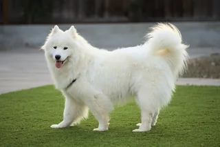 White Samoyed standing outdoors with a thick coat and curled tail