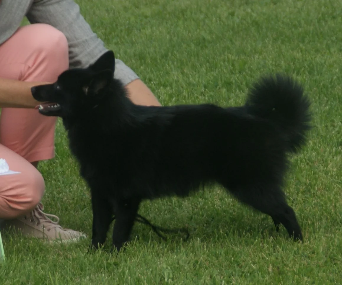 Female black Schipperke standing on grass with upright ears