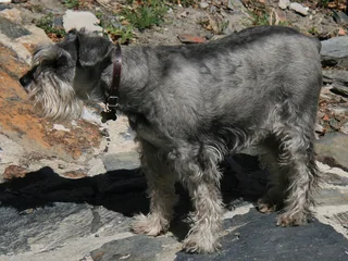 Pepper and salt Standard Schnauzer standing outdoors