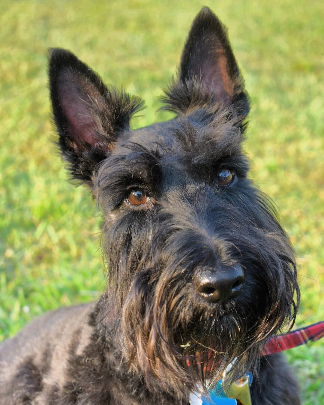 Black Scottish Terrier with upright ears and a long beard