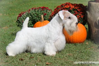 White Sealyham Terrier standing outdoors with a clipped rough coat