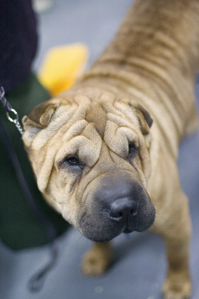 Fawn Shar Pei looking forward with a wrinkled face