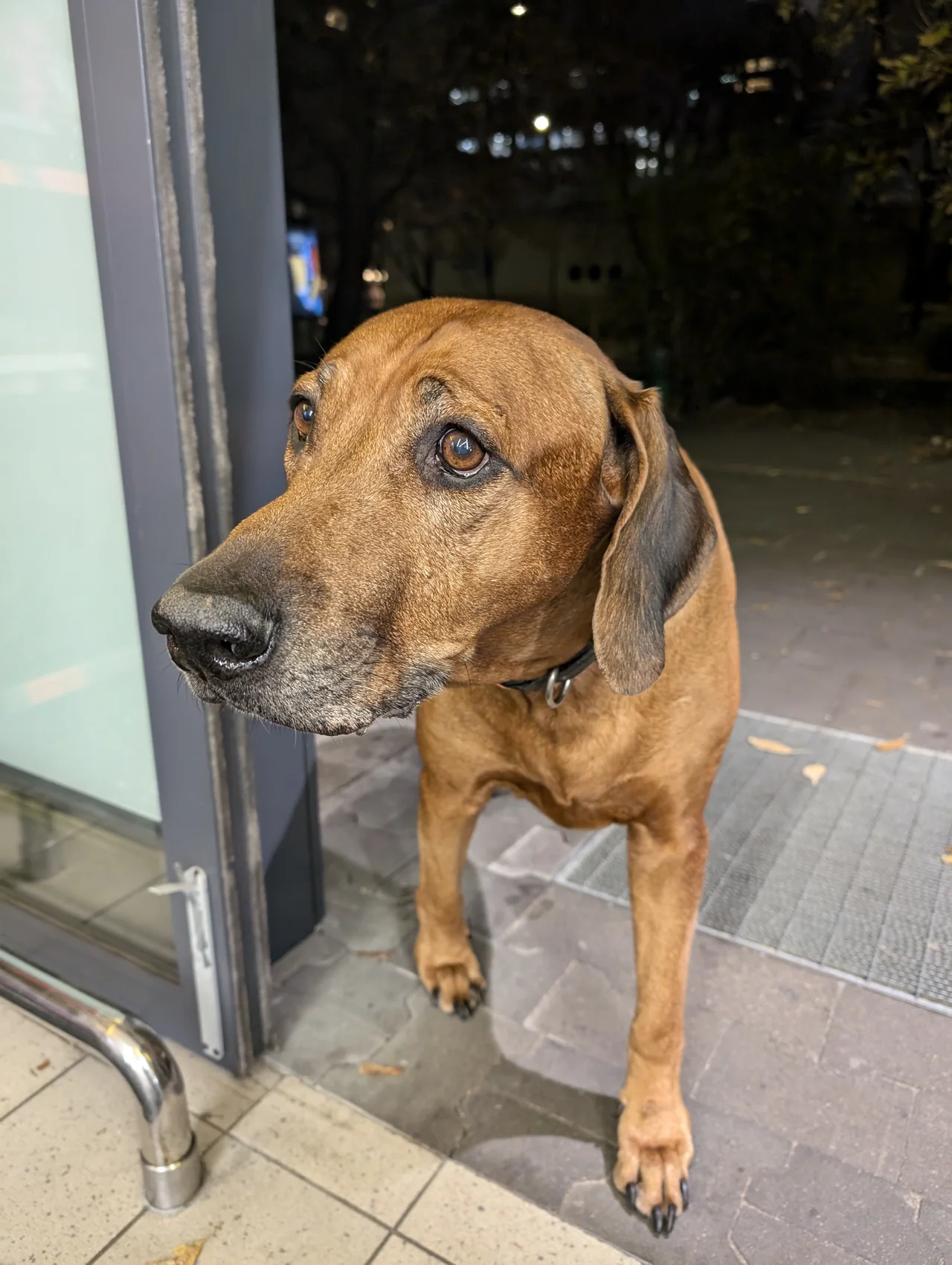 Bavarian Mountain Hound standing in a doorway with a dark muzzle and red coat